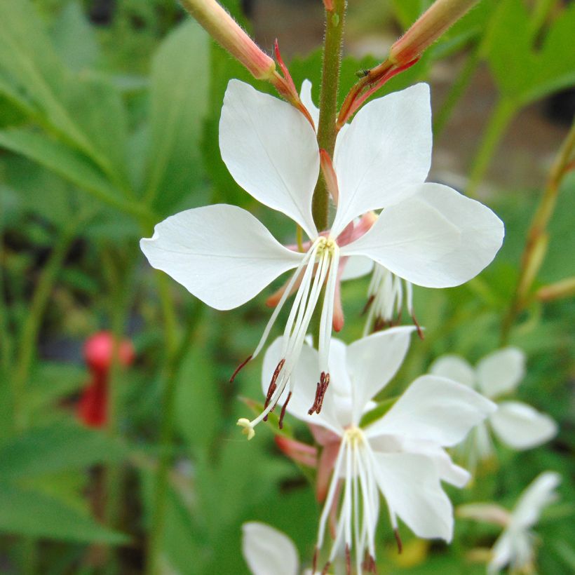 Gaura Whirling Butterflies (Fioritura)