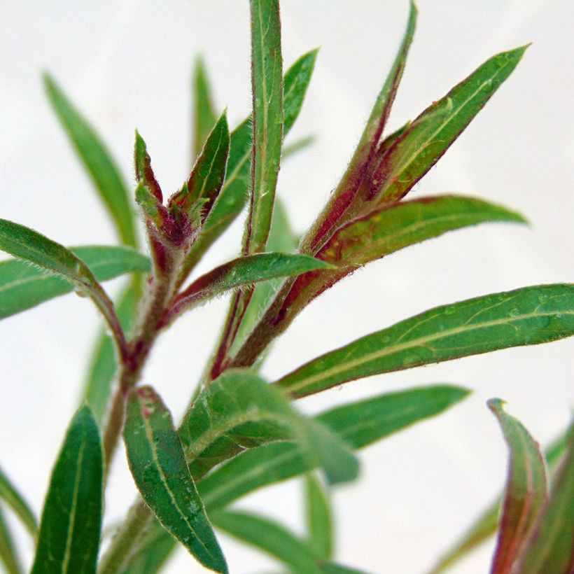 Gaura Siskiyou pink (Fogliame)