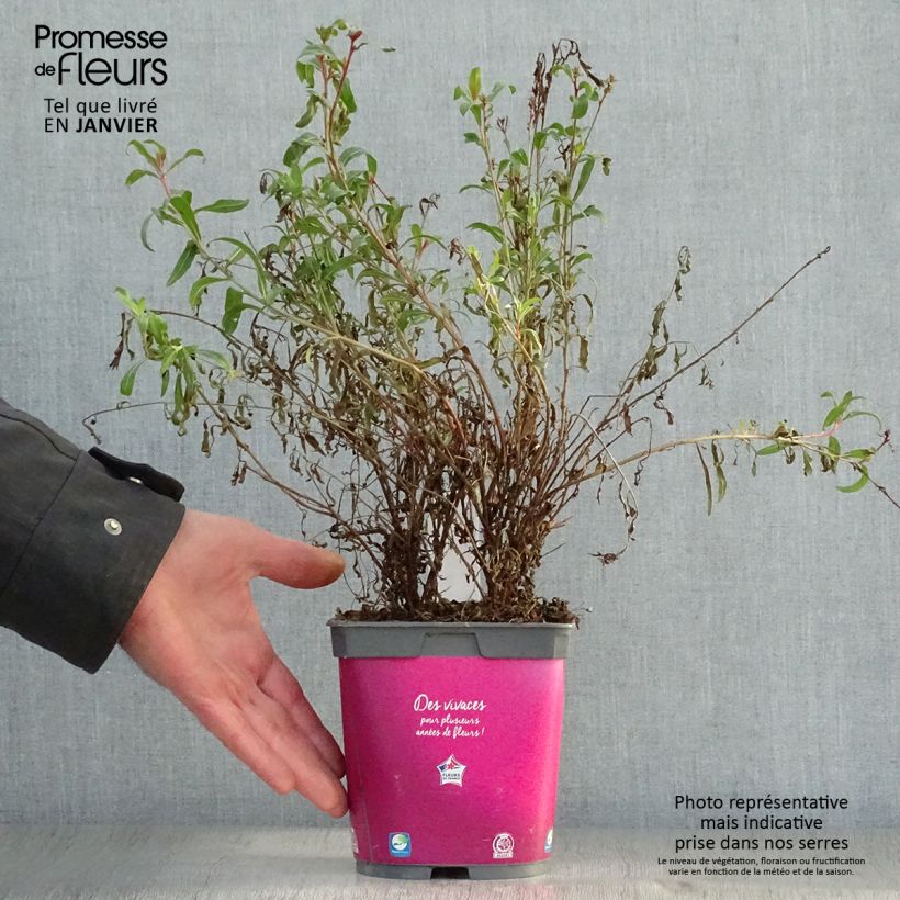 Gaura lindheimeri rose Siskiyou pink en pot de 2 litres esemplare consegnato in inverno