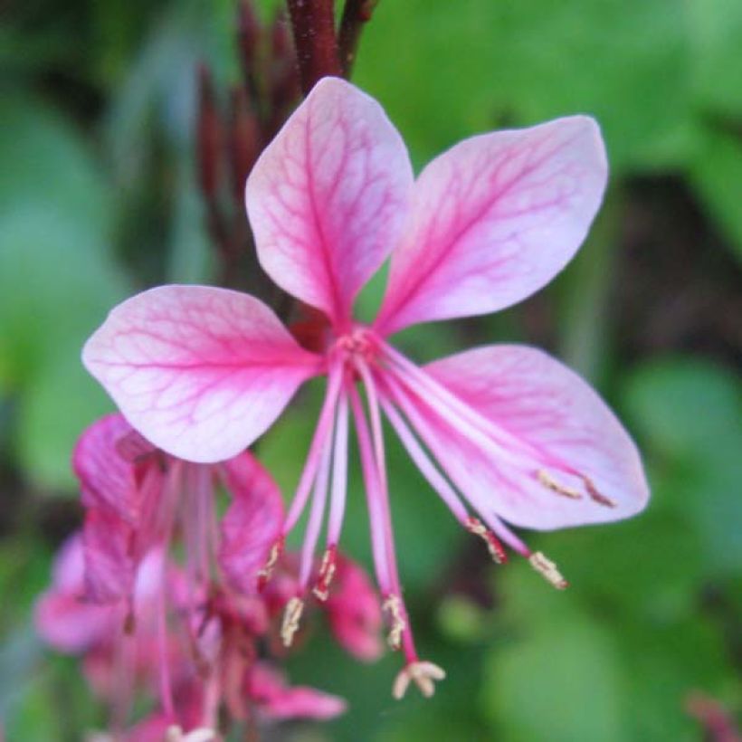 Gaura Siskiyou pink (Fioritura)