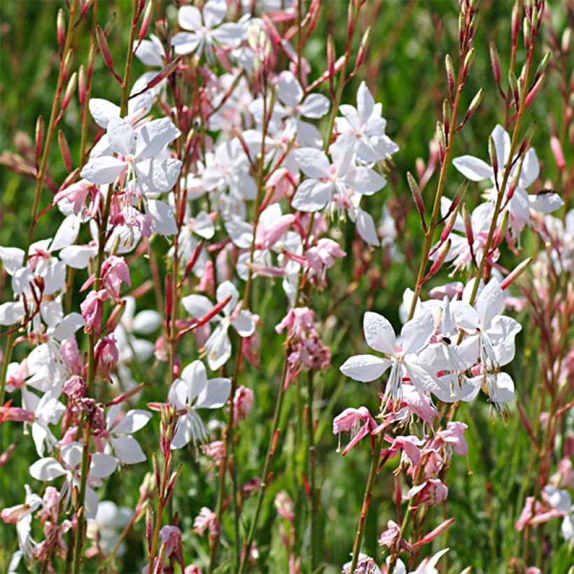 Gaura lindheimeri Elegance - Gaura de Lindheimer rose nacré (Fioritura)