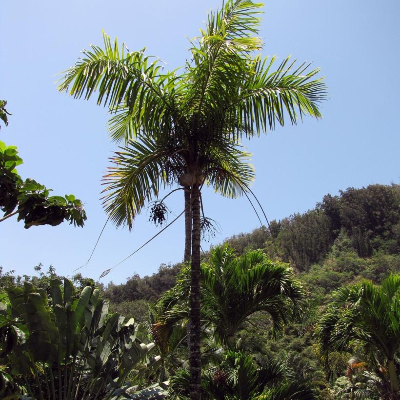 Gaussia maya (Porto)