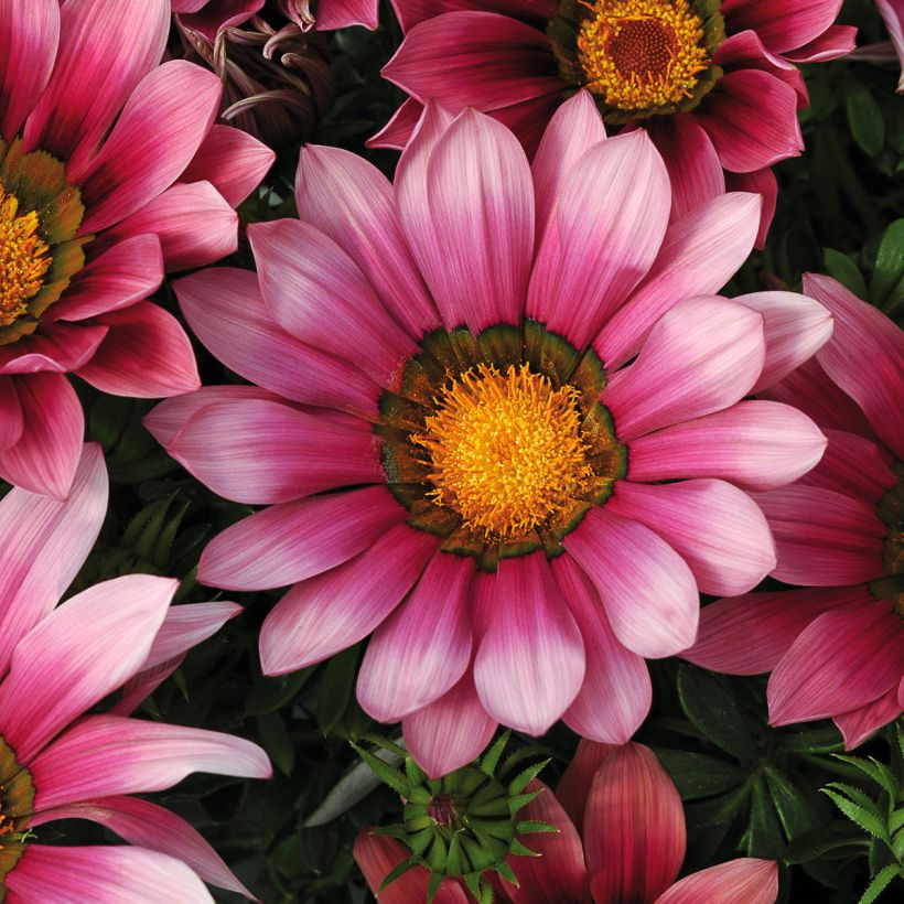 Gazania rigens New Day Pink Shades - Gazania del Capo (Fioritura)