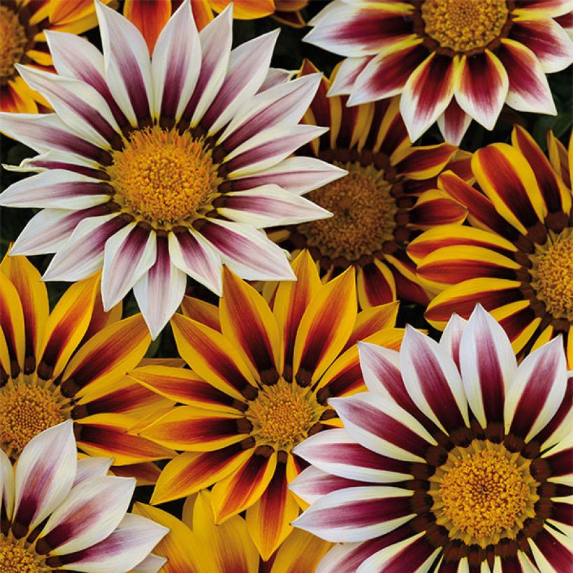 Gazania rigens Big Kiss White Flame - Gazania del Capo (Fioritura)