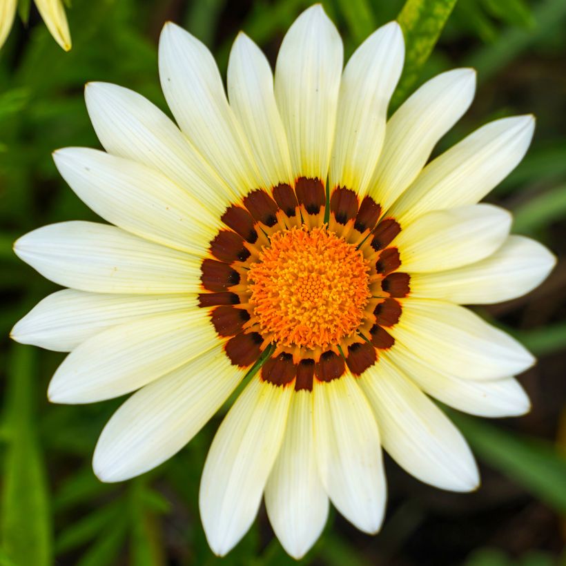 Gazania rigens New Day White - Gazania del Capo (Fioritura)