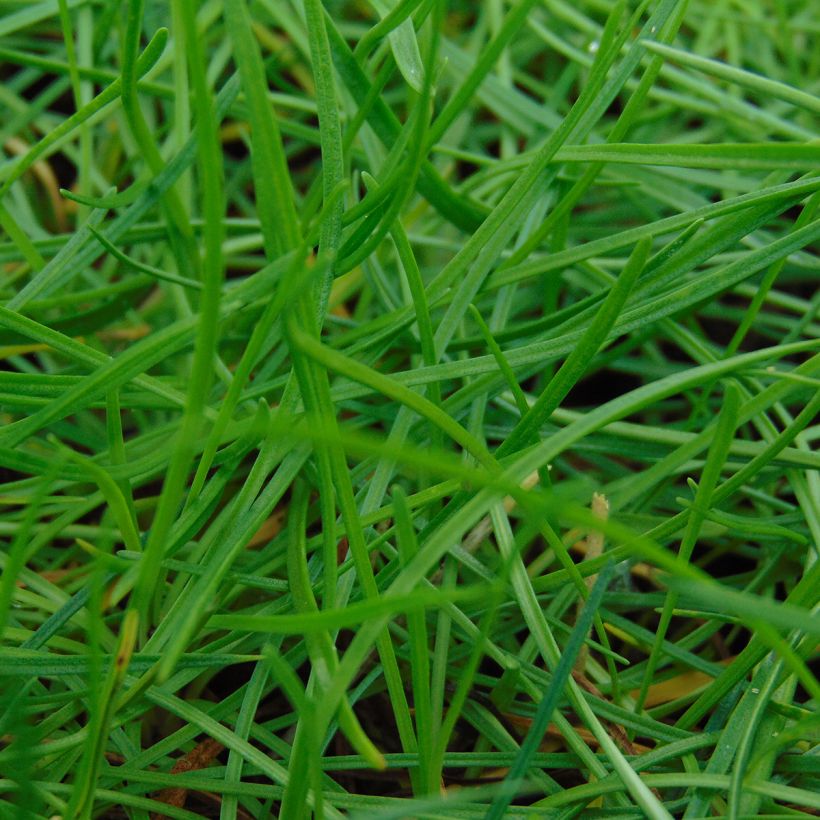 Armeria maritima Splendens (Fogliame)