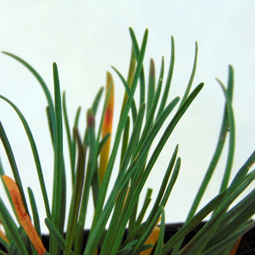 Armeria maritima Vesuvius (Fogliame)