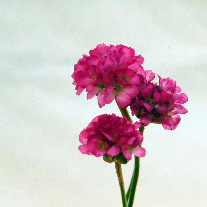 Armeria maritima Vesuvius (Fioritura)