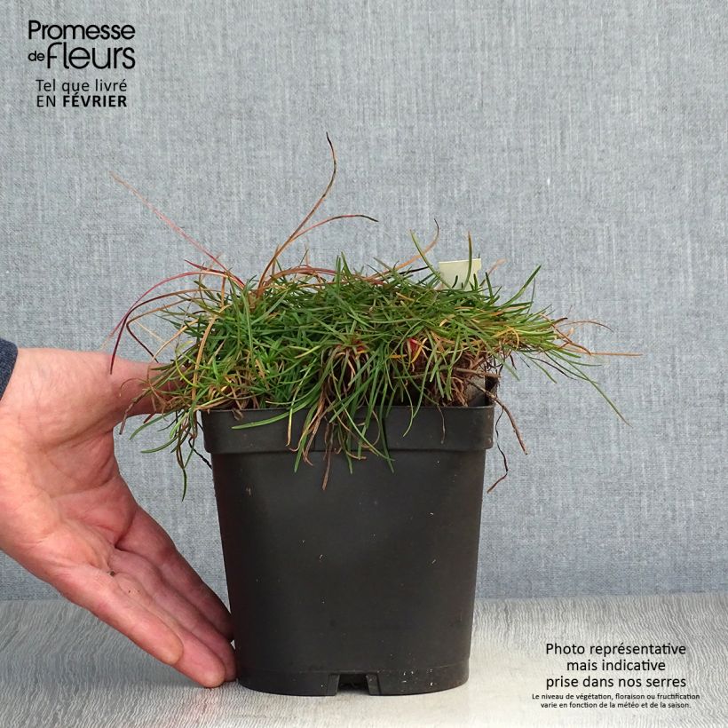 Gazon d'Espagne - Armeria maritima Splendens Pot de 2/3 L esemplare consegnato in inverno