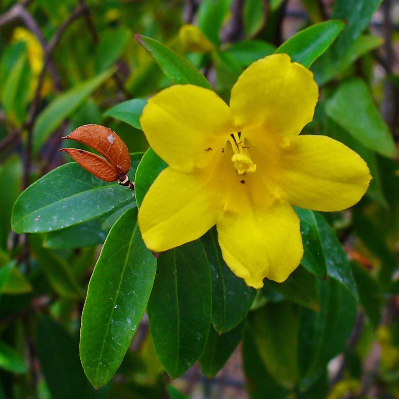 Gelsemium sempervirens - Gelsomino della Carolina (Fioritura)