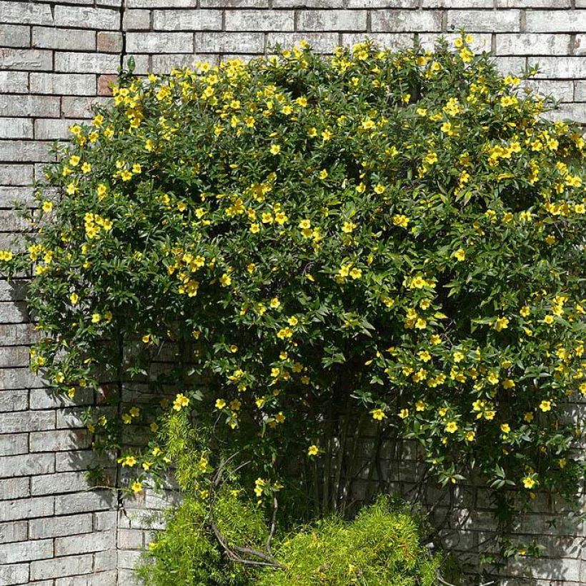 Gelsemium sempervirens - Gelsomino della Carolina (Porto)