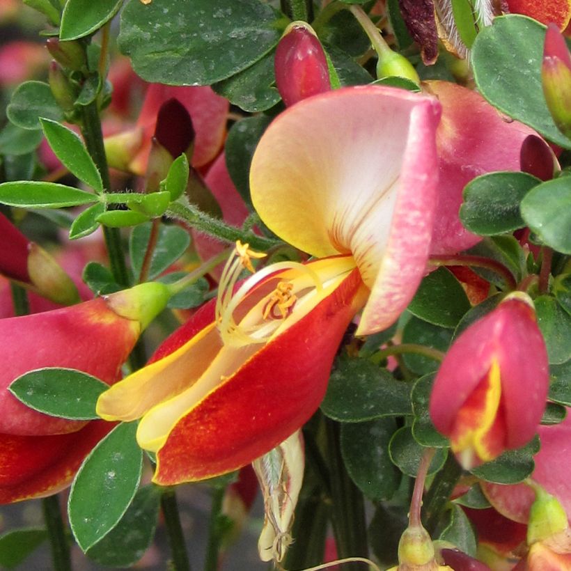 Cytisus Maria Burkwood - Ginestra (Fioritura)