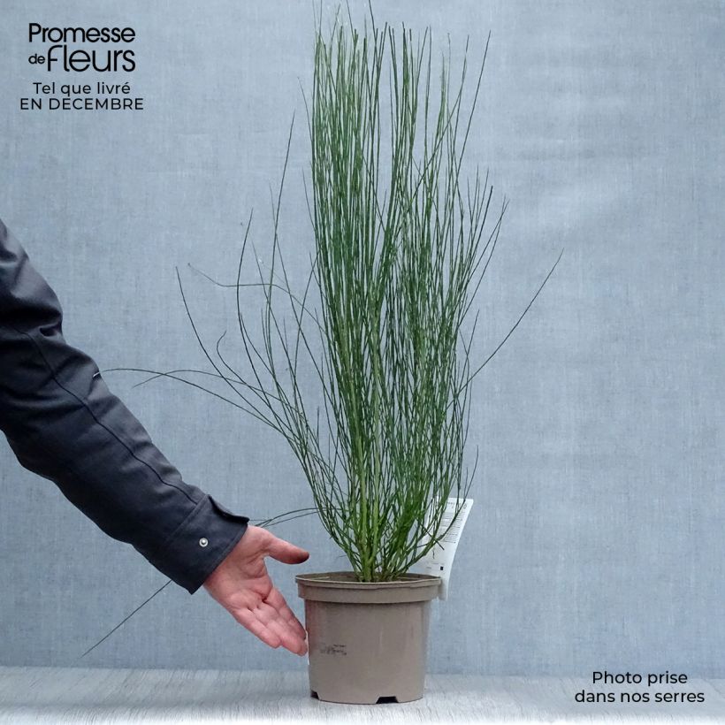 Genêt - Cytisus procumbens Zeelandia 50/60cm en pot de 2L/3L esemplare consegnato in inverno