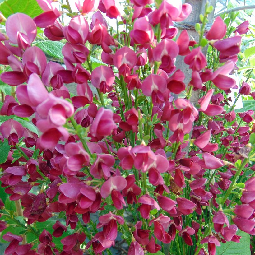 Cytisus scoparius Ruby - Ginestra dei carbonai (Fioritura)