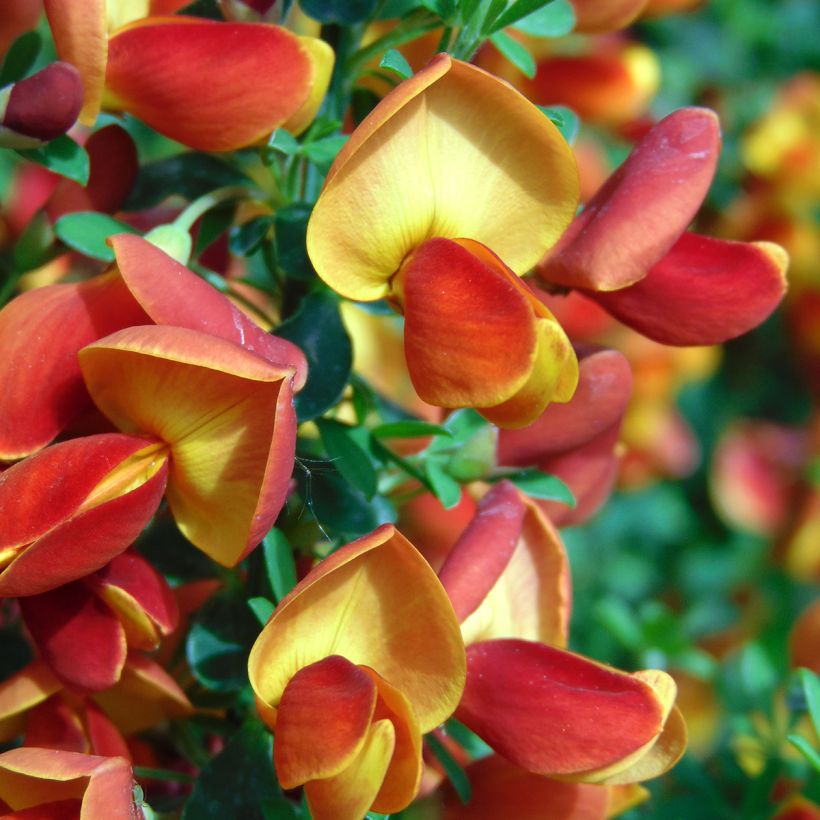 Cytisus scoparius Cytisus Lena - Ginestra dei carbonai (Fioritura)