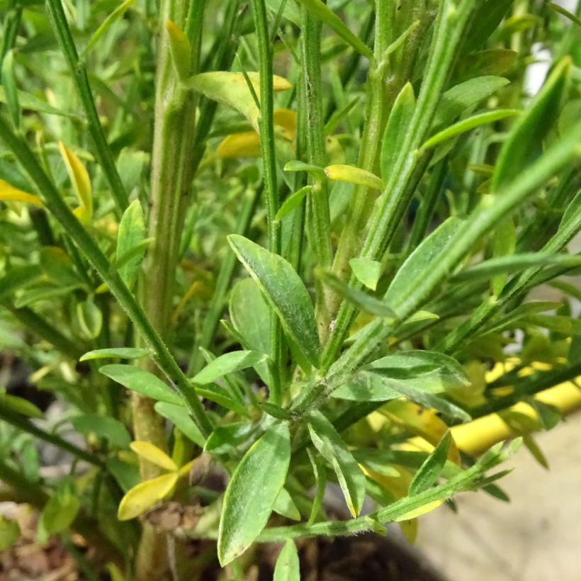 Cytisus scoparius Roter Favorit - Ginestra dei carbonai (Fogliame)