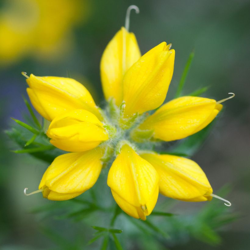 Genista hispanica - Ginestra di Spagna (Fioritura)