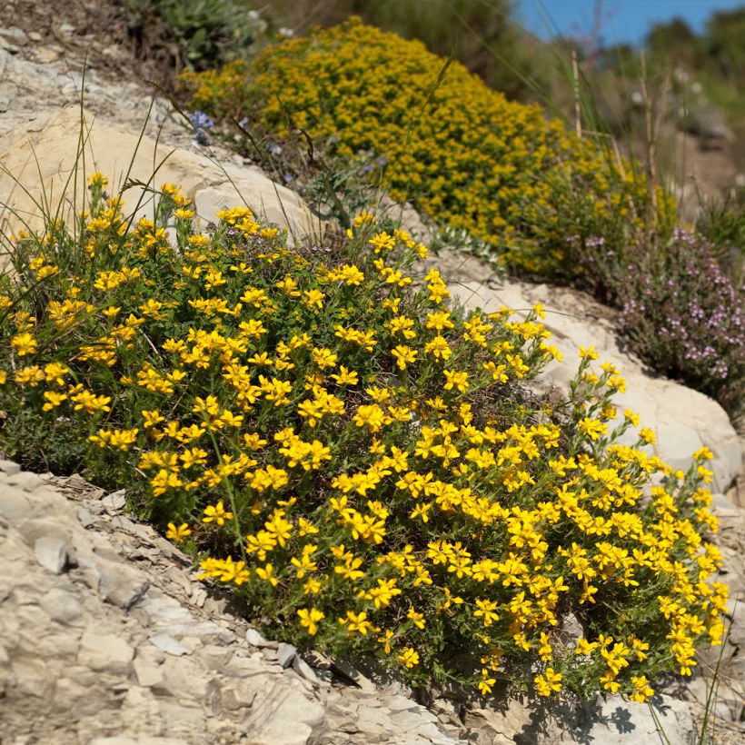 Genista hispanica - Ginestra di Spagna (Porto)