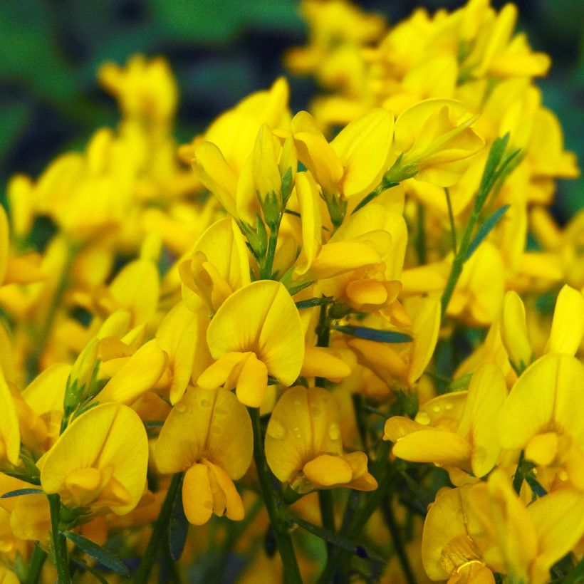 Genista lydia - Ginestra (Fioritura)