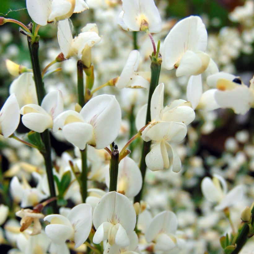 Cytisus praecox Albus - Citiso (Fioritura)