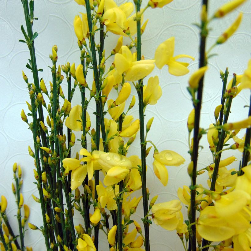 Cytisus praecox Allgold - Citiso (Fioritura)