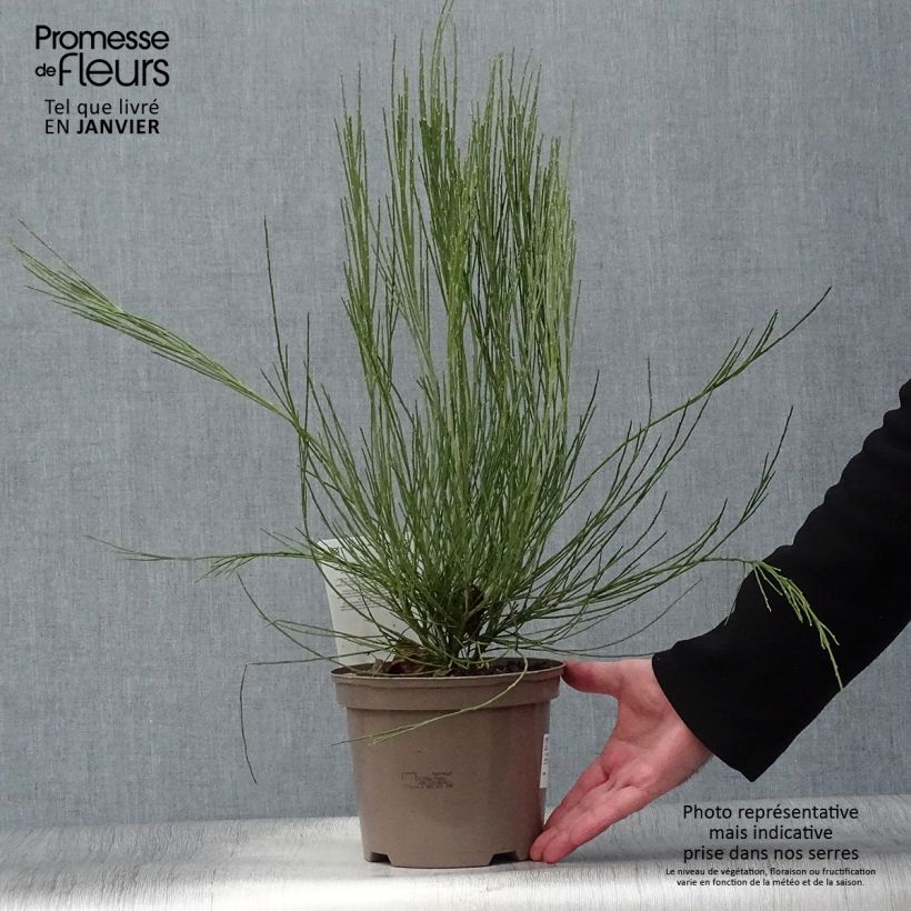 Genêt précoce - Cytisus x praecox Pot de 2L/3L esemplare consegnato in inverno