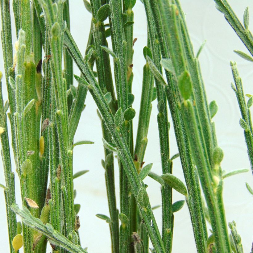 Cytisus kewensis (Fogliame)