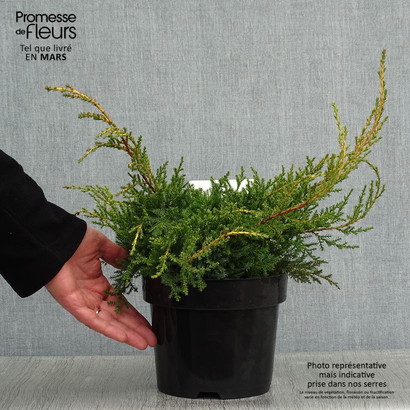 Genévrier - Juniperus pfitzeriana Goldkissen en pot de 2l/3l esemplare consegnato in inverno