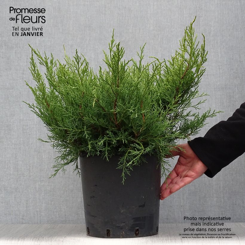 Genévrier - Juniperus pfitzeriana Old Gold en pot de 7,5L/10L esemplare consegnato in inverno