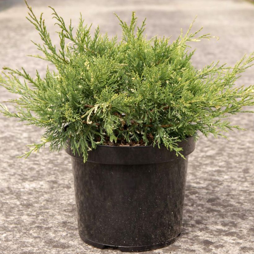 Juniperus pfitzeriana White Splash - Ginepro (Porto)