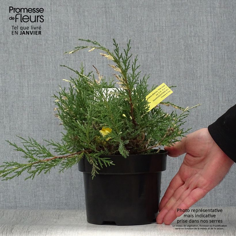 Genévrier - Juniperus pfitzeriana White Splash Pot de 2L/3L esemplare consegnato in inverno