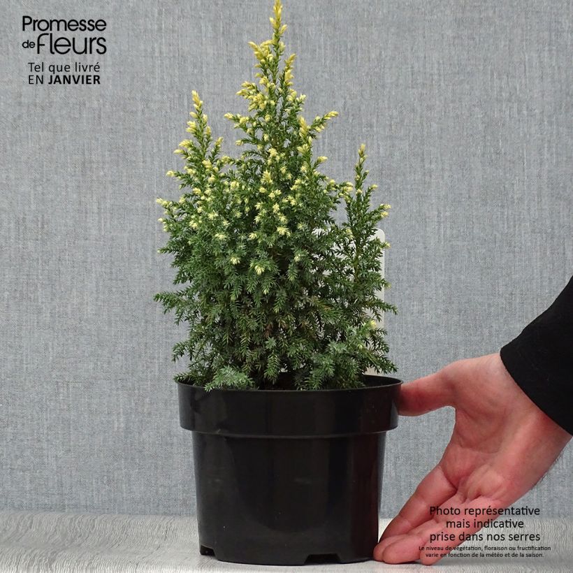 Genévrier - Juniperus pingii Hulsdonk Yellow Pot de 2L/3L esemplare consegnato in inverno