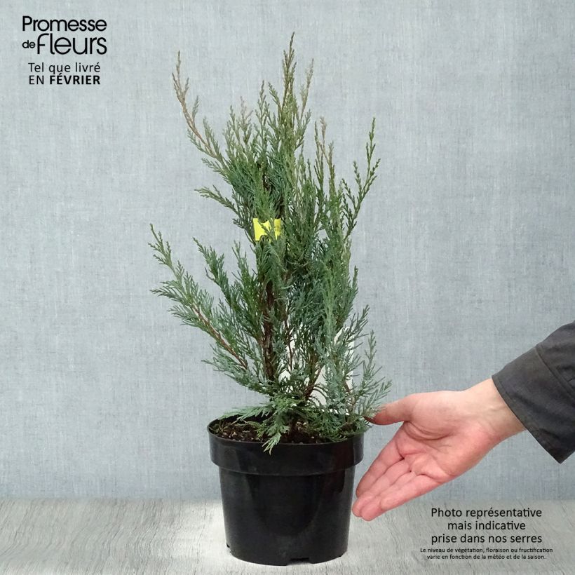 Genévrier - Juniperus scopulorum Moonglow Pot de 2L/3L esemplare consegnato in inverno