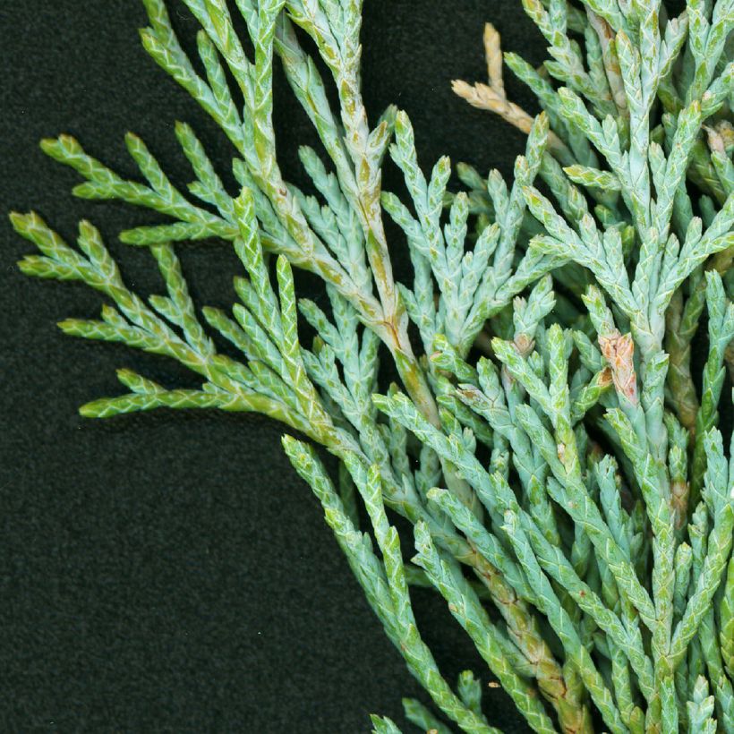 Juniperus scopulorum Wichita Blue - Ginepro (Fogliame)