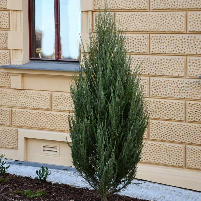 Juniperus scopulorum Wichita Blue - Ginepro (Porto)