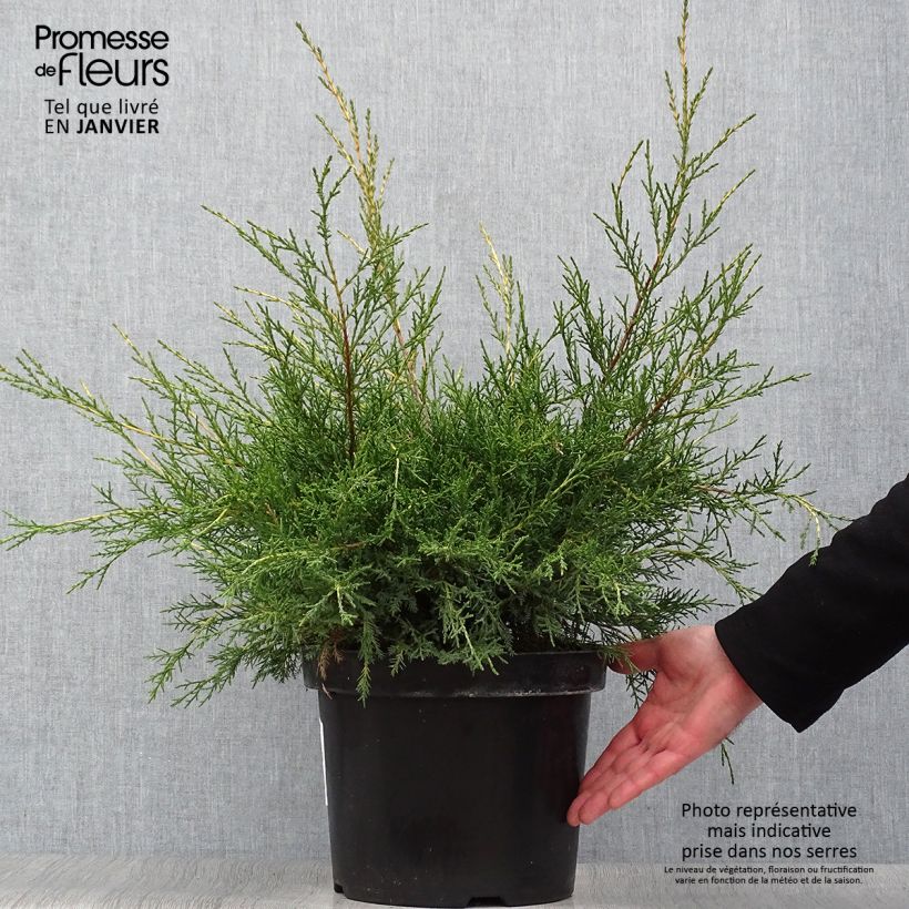 Genévrier - Juniperus x media Gold Star Pot de 7,5L/10L esemplare consegnato in inverno