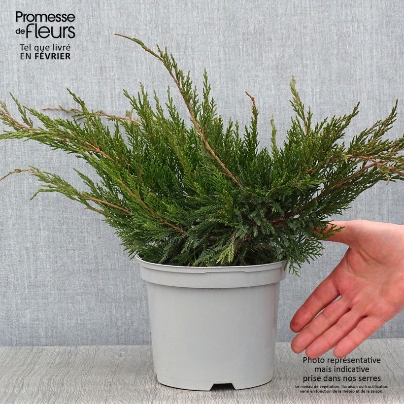 Genévrier - Juniperus x media Mint Julep en pot de 2L/3L esemplare consegnato in inverno