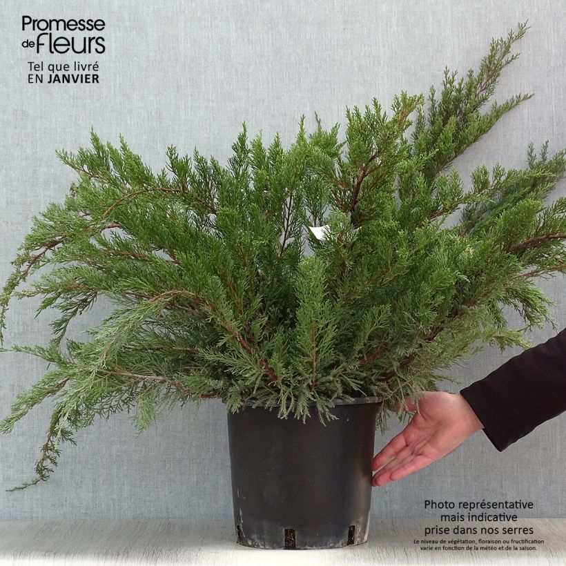 Genévrier - Juniperus x media Mint Julep en pot de 7,5L/10L esemplare consegnato in inverno