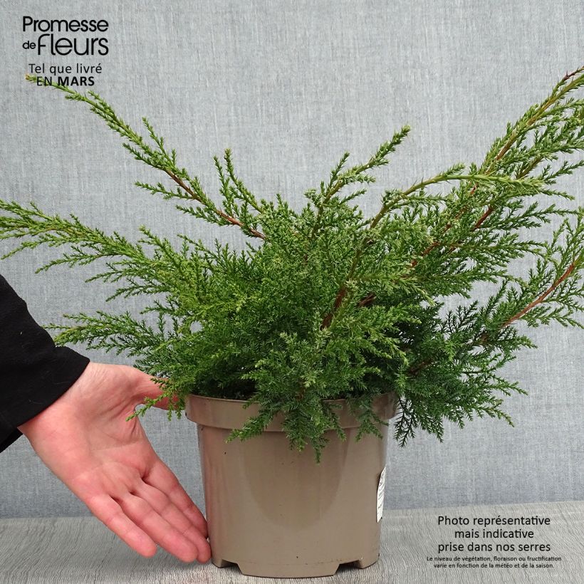 Genévrier - Juniperus x media Pfitzeriana Aurea en pot de 2L/3L esemplare consegnato in inverno