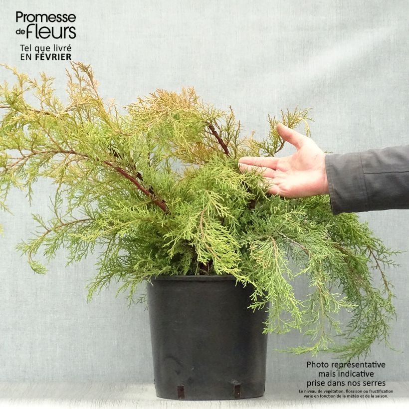 Genévrier - Juniperus x media Pfitzeriana Aurea en pot de 7,5L/10L esemplare consegnato in inverno