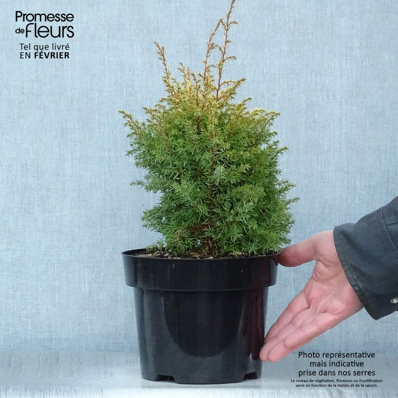 Genévrier commun - Juniperus communis Gold Cone                Pot de 2L/3L esemplare consegnato in inverno