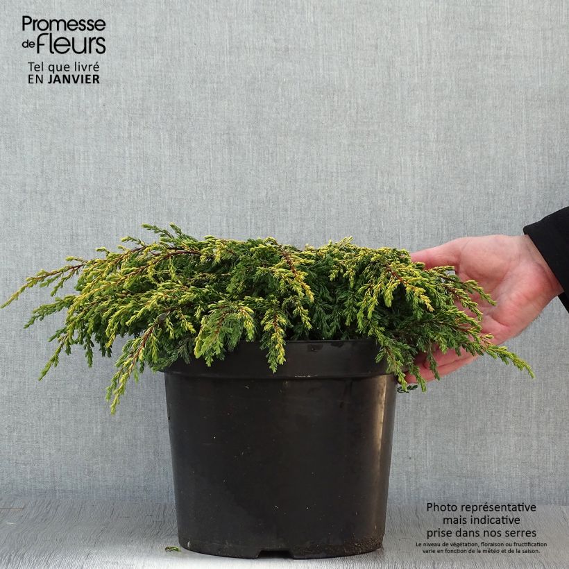 Genévrier commun - Juniperus communis Goldschatz en pot de 7,5L/10L esemplare consegnato in inverno