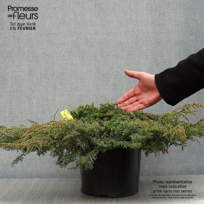 Genévrier commun - Juniperus communis Green Carpet en pot de 7,5L esemplare consegnato in inverno