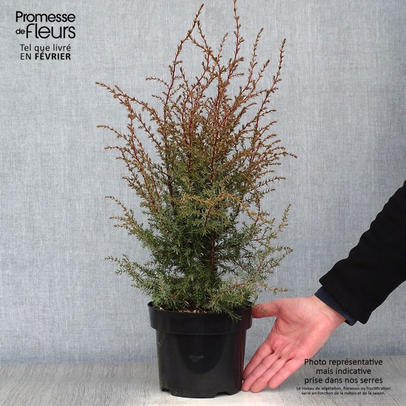 Genévrier commun - Juniperus communis Hibernica en pot de 2L/3L esemplare consegnato in inverno