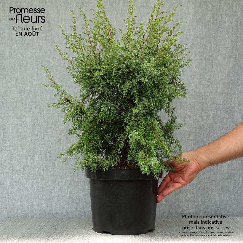 Esemplare di Genévrier commun - Juniperus communis Hibernica en pot de 7,5L/10L consegnato in estate