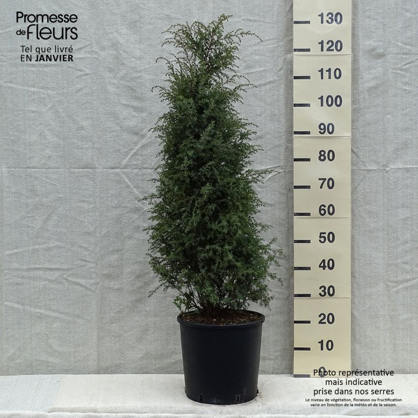 Genévrier commun - Juniperus communis Pyramidalis Pot de 12L/15L esemplare consegnato in inverno