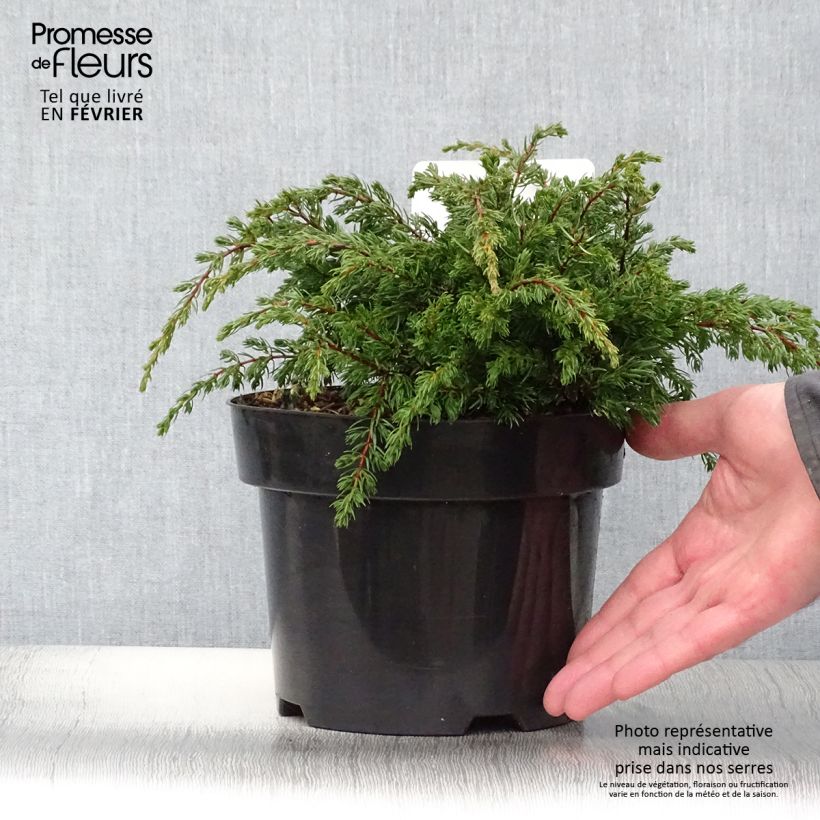 Genévrier commun - Juniperus communis Repanda Pot de 2L/3L esemplare consegnato in inverno