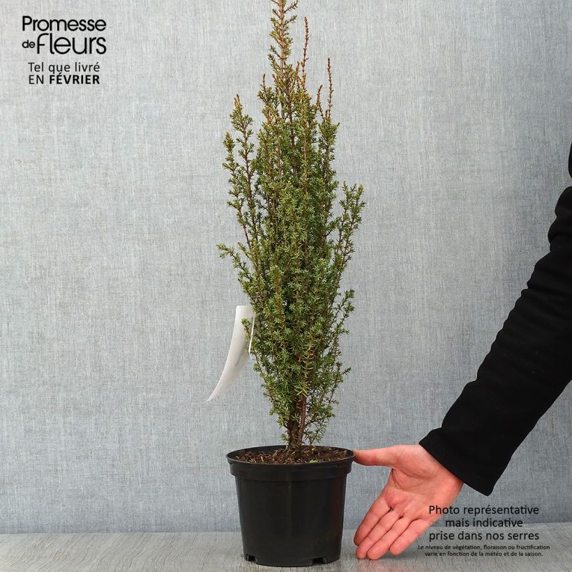 Genévrier commun - Juniperus communis Sentinel en pot de 2L/3L esemplare consegnato in inverno