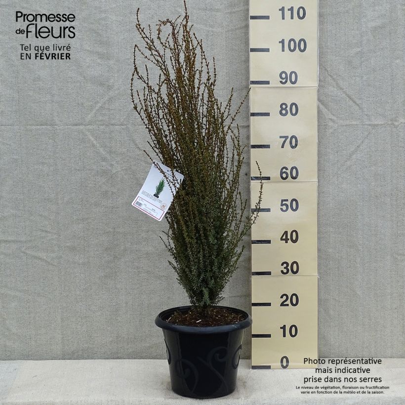 Genévrier commun - Juniperus communis Sentinel en pot de 7,5L/10L esemplare consegnato in inverno