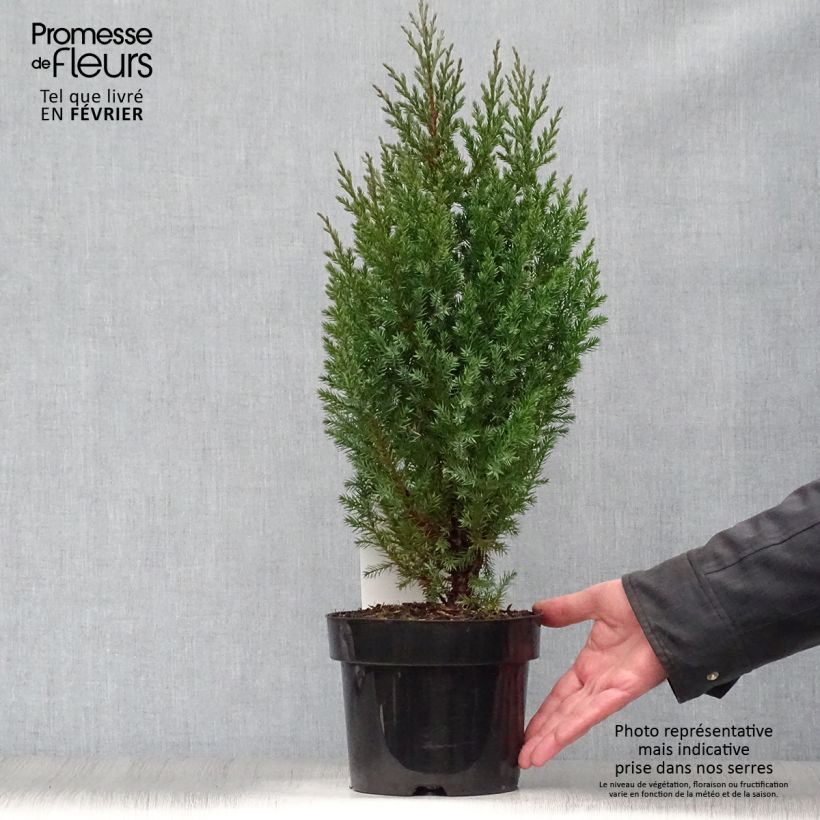 Genévrier de Chine - Juniperus chinensis Stricta en pot de 2L/3L esemplare consegnato in inverno